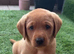 Labrador puppies