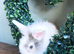 Baby bunnys