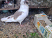 Young pigeons