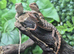 Dark Red Monster Bearded Dragons at Bearded Dragons