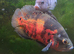 Fish Free to Good home