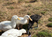 Ducks for rehome