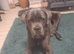Beautiful kind tame boy 9mths