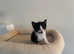 Gorgeous black and white kitten