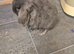 Baby mini lop rabbits