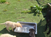 labrador pups kcreg