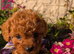 ️ ️ Stunning Ruby Red F1b Miniature Cavapoo Teddy bear Pups