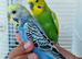 Super silly hand tamed baby budgies
