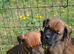 Boxer x Labrador puppies