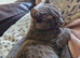 Russian blue x Bengal