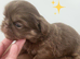 Special quality imperial shih Tzu
