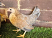 Serama Pullets