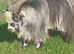 Pedigree billy goat for sale