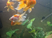 200 litre tank with accessories and fish