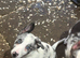 Border Collie pups
