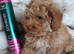 KC registered Toy Poodle puppies ready now