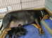 11wks Old Rottweiler Puppy