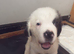 Last male Saint Bernard puppy left READY TO LEAVE NOW