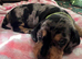 Miniature dachshund puppies