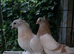 Turkish Pigeons for sale