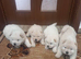 Chow chow