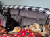 Female German shepherd