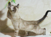 Meet Bonnie, Snow Lynx Bengal Girl, Ready to Leave