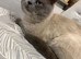 Colour point British shorthair