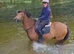Smart New Forest pony for sale