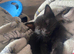 Beautiful kittens