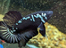 Betta Fighting & non Fighting fish The cultivated splendens fighters and rarer species of Betta that do live together without the ripped fins.