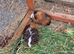 Baby guinea-pigs ready now