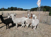 3 female alpacas
