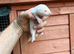 Young ferret kits available hobs and Jill&rsquo;s available