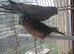 Pair of Bourke parakeets