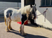 Cute little cob filly