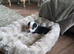 Adorable Cocker Cross Collie Puppies Looking for Loving Homes!