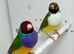 Beautiful pair of Gouldian finches