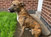 Lady 9 month old