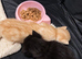 Full Maine Coon Boy kitten