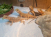 Baby bearded dragons for sale