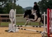 ELSA 14.2h cob mare 6 years old.