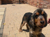 3 year old girl sable show cocker spaniel for sale