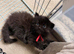 Black kittens