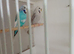 12pairs of breeding budgies for sale