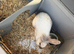 Free Rabbit