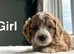 Layla adorable cockapoo now ready to leave