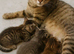 Tabby kittens available