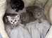 Scottish fold kittens