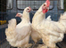 Poulet de Bresse breeding Trio